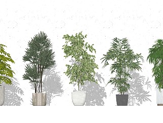 现代室内植物盆栽<em>盆景</em> 软装植物陈设