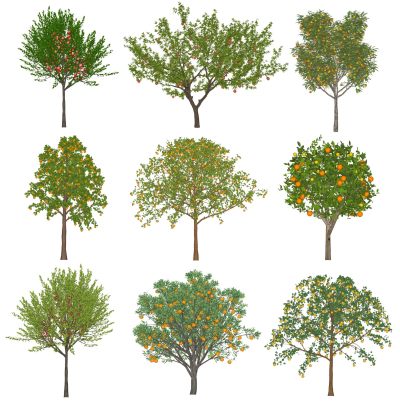 现代果树 景观绿植乔木植物