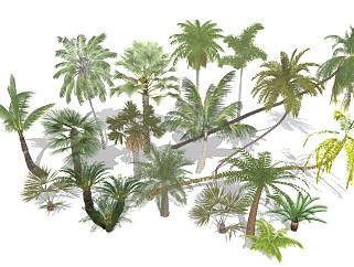 <em>现代</em>棕榈<em>树树</em>椰树热带植物