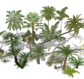 现代棕榈树树椰树热带植物