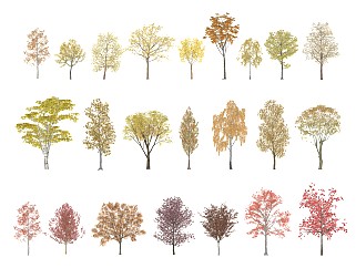 现代景观树秋季植物乔木彩植