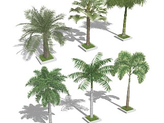 现代棕榈植物树池 蒲葵树 棕榈 蒲葵 椰树 景观