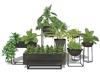 现代植物盆栽盆景 室内植物景观