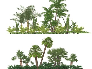 棕榈植物组合 盆栽盆景 庭院景观