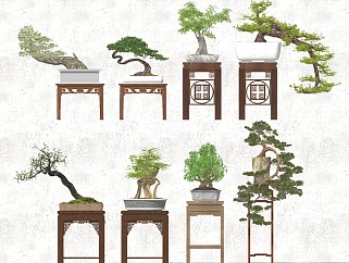 中式<em>罗汉松</em>植物盆栽 中式禅意盆景 景观植物