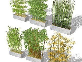 中式竹子盆栽盆景 植物灌木