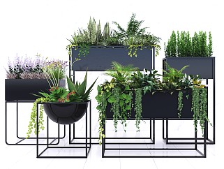 现代植物盆栽盆景植物灌木组合花箱