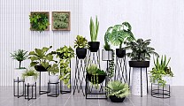 现代室内装饰植物盆栽组合 绿植花草 盆栽盆景 灌木