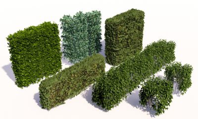 现代灌木绿篱 绿植花草