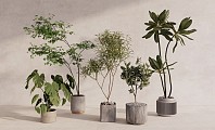 现代植物盆栽 室内装饰盆栽 植物组合