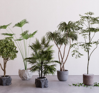 现代植物盆栽 室内装饰盆栽 植物组合