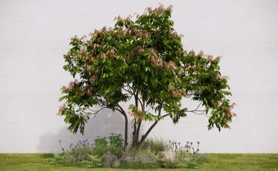 现代景观植物乔木 观赏树造型树 植物组合 花草灌木