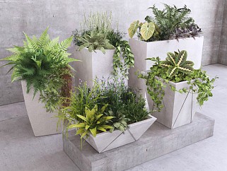现代植物盆栽花钵 绿植花草 植物组合 景观花箱