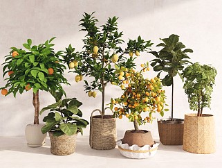 现代植物盆栽盆景 果树柠檬树 植物组合 室内绿植