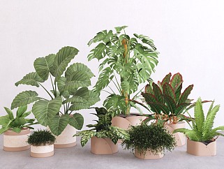 现代室内植物盆栽盆景  植物组合 室内绿植