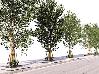 现代绿植乔木 行道树 树池盖板 道路绿化 人行道