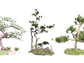 中式庭院植物 灌木绿植 观赏树造型树 罗汉松 盆景盆栽