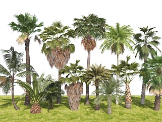 现代热带植物棕榈树蒲葵椰树 乔木树木灌木