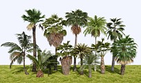 现代热带植物棕榈树蒲葵椰树 乔木树木灌木