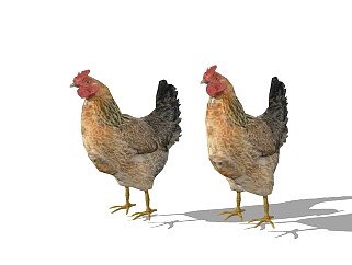 精品动物模型<em>鸡</em>