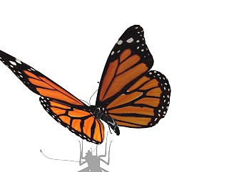 精品动物模型蝴蝶