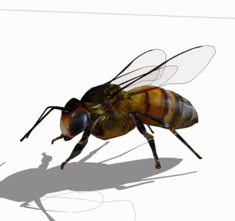 精品动物模型)蜜蜂