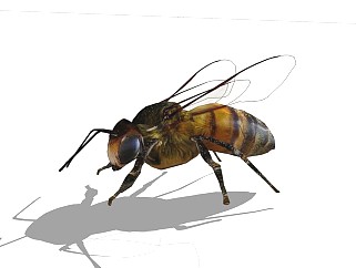 精品动物模型)<em>蜜蜂</em>