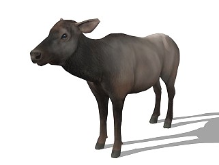 精品动物模型牛
