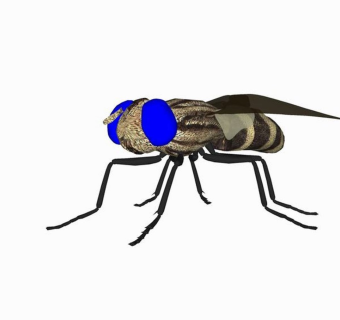 精品动物模型苍蝇