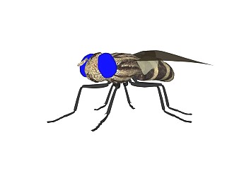 精品动物模型苍蝇