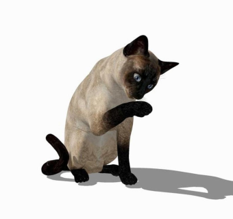 精品动物模型-猫01