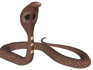 精品动物模型-眼镜蛇