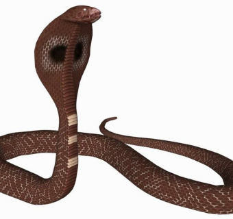 精品动物模型-眼镜蛇