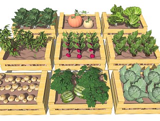 菜地菜园蔬菜种植