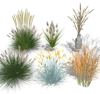 芦苇荡 绿植花草