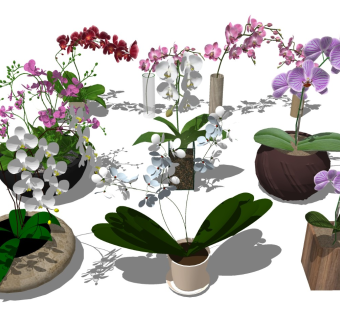 君子兰 兰花盆栽