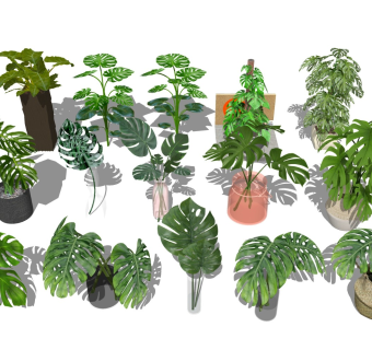 龟背竹 绿植盆栽