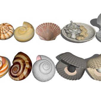 贝壳 海螺