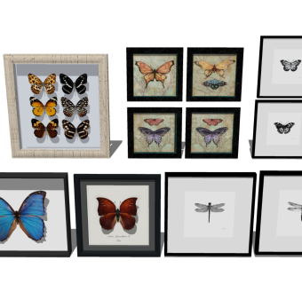 蝴蝶标本 装饰摆件画