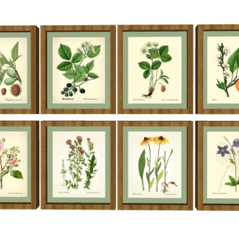 植物标本 绿植挂画