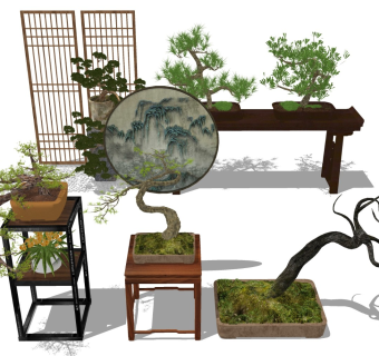 松树盆栽 迎客松