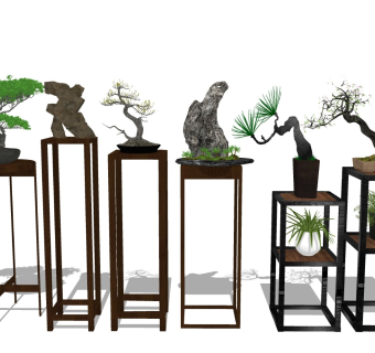 迎客松 松树盆景