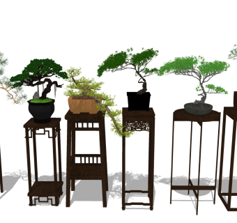 迎客松 松树盆景