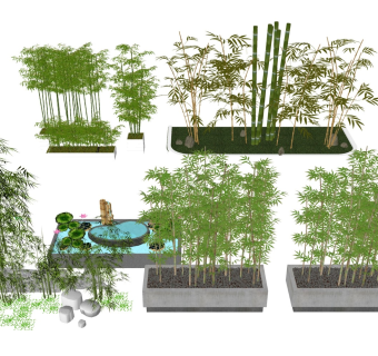 竹叶竹林 庭院绿植