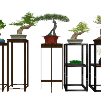 发财树 迎客松树