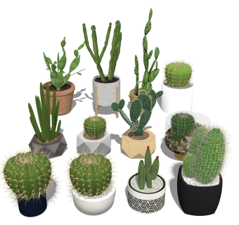 仙人掌 绿植盆栽