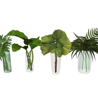 水培绿植 植物景观