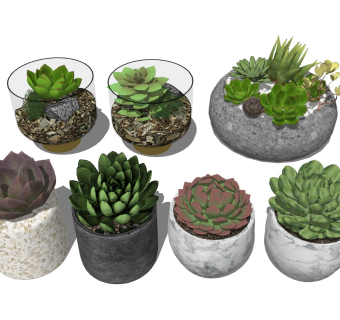 多肉盆栽
