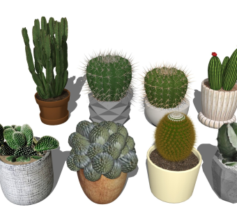 仙人掌盆栽 多肉仙人球