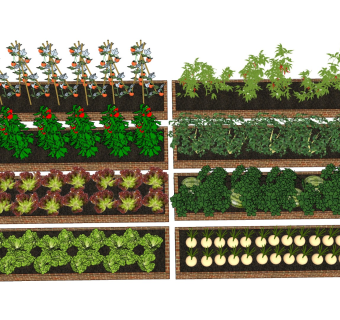 蔬菜种植 菜地菜园